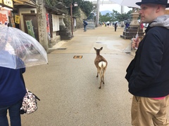 Cervus nippon