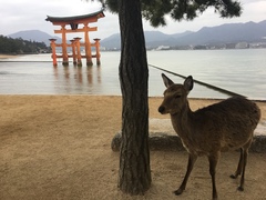 Cervus nippon