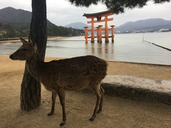 Cervus nippon