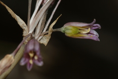 Allium trichocnemis