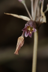 Allium trichocnemis