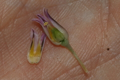Allium trichocnemis