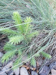 Picea pungens — photo 2