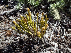 Veronica lycopodioides