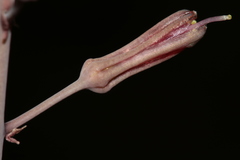 Drimia elata image