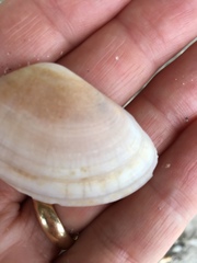 Iphigenia brasiliensis