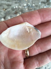 Iphigenia brasiliensis
