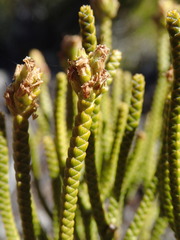 Veronica lycopodioides