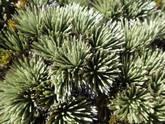 Celmisia sessiliflora