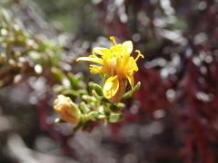 Brachyglottis cassinioides