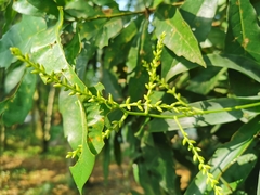 Catopsis sessiliflora
