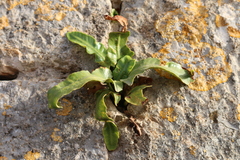 Asplenium sagittatum image