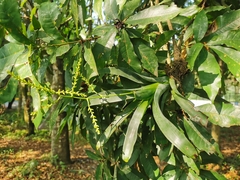 Catopsis sessiliflora