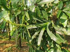 Catopsis sessiliflora