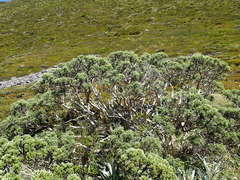 Brachyglottis cassinioides