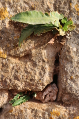 Asplenium sagittatum image