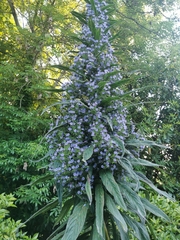 Echium pininana