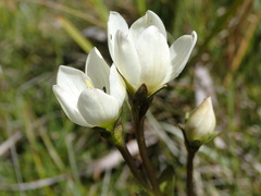 Gentianella grisebachii