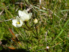 Gentianella grisebachii