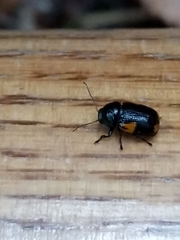 Cryptocephalus quadruplex