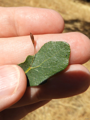 Andricus pedicellatus