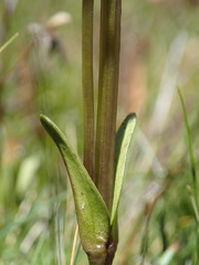 Gentianella grisebachii