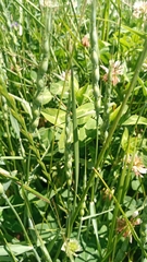 Aegilops ventricosa