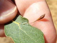 Andricus pedicellatus