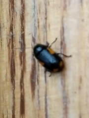 Cryptocephalus quadruplex