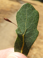 Andricus pedicellatus