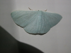 Prasinocyma ocyptera