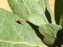 Andricus pedicellatus