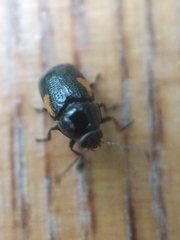 Cryptocephalus quadruplex