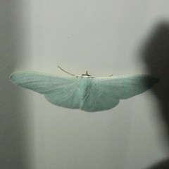 Prasinocyma ocyptera