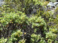 Veronica cryptomorpha