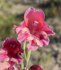 Gladiolus guthriei