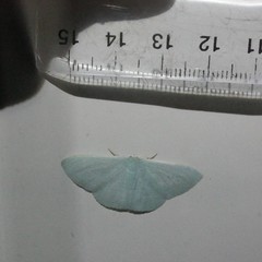 Prasinocyma ocyptera