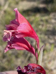 Gladiolus guthriei