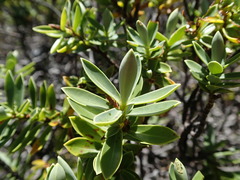 Veronica cryptomorpha