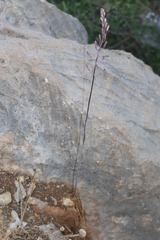 Drimia purpurascens