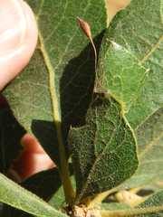 Andricus pedicellatus