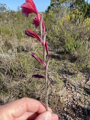 Gladiolus guthriei