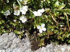 Epilobium macropus