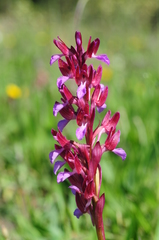 Anacamptis papilionacea papilionacea