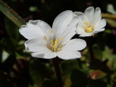 Epilobium macropus