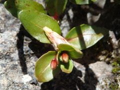 Epilobium macropus