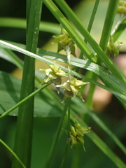 Carex retroflexa