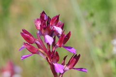 Anacamptis papilionacea papilionacea