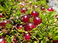 Coprosma atropurpurea