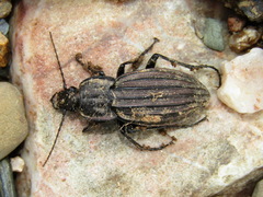 Carabus melancholicus